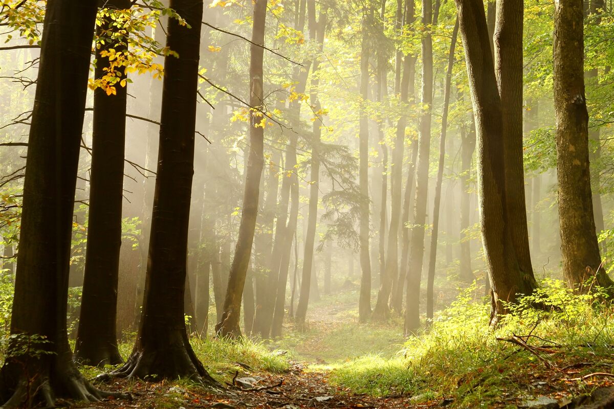 Carta da parati i raggi del sole del mattino bucano la nebbia nel deserto