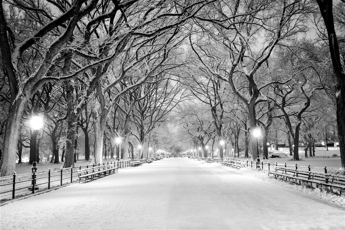 Carta da parati Sentiero innevato tra gli alberi
