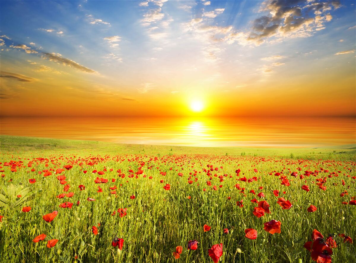 Carta da parati il tramonto di quest'estate su un prato punteggiato di papaveri è pieno di colori