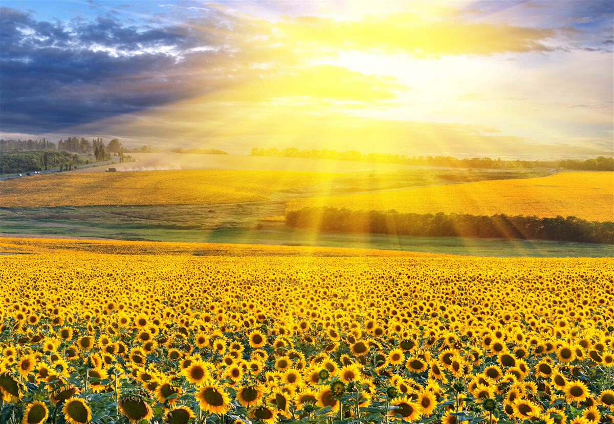 Carta da parati il sole è pieno di luminosità su un campo di rigogliosi girasoli