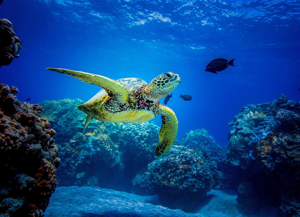 Carta da parati Tartaruga nelle profondità blu del mare