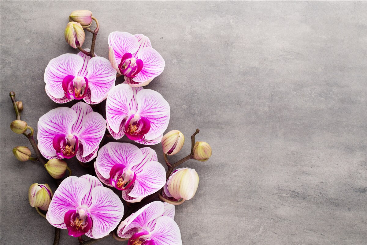Carta da parati orchidea lilla e bianca