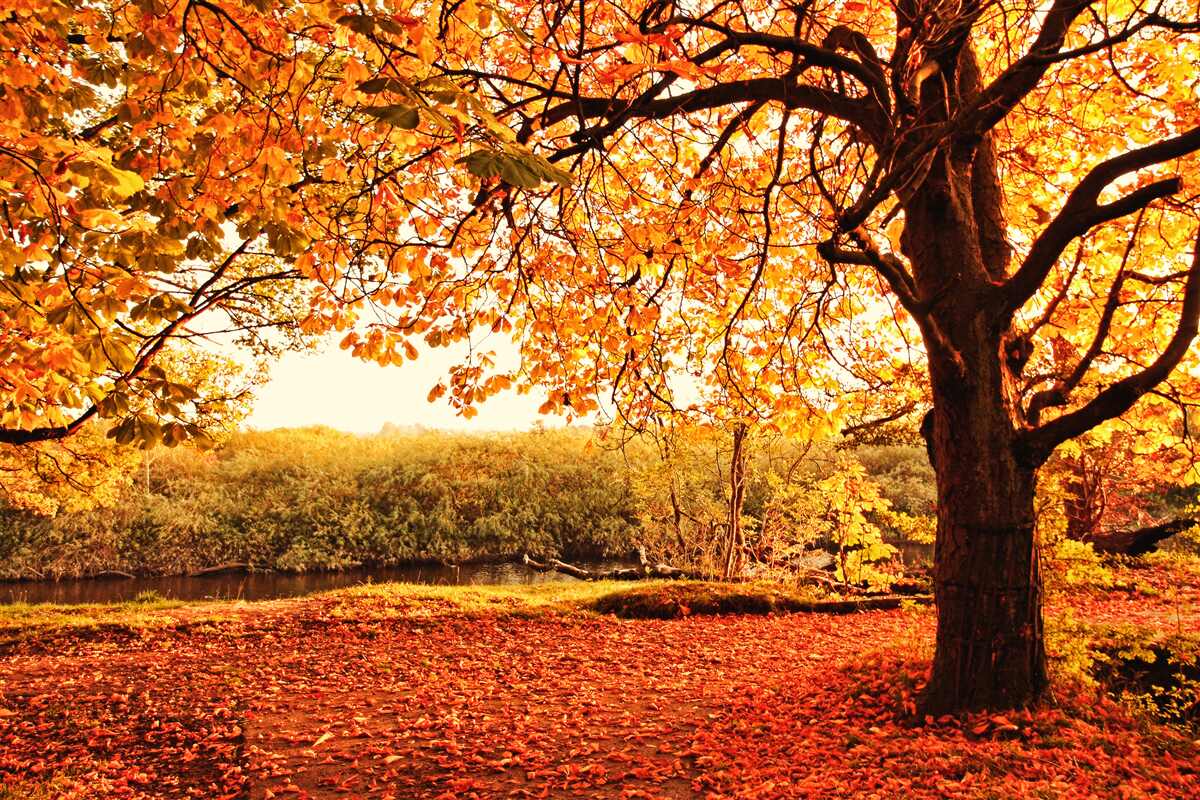 Carta da parati l'abbagliante bellezza della foresta nell'autunno soleggiato