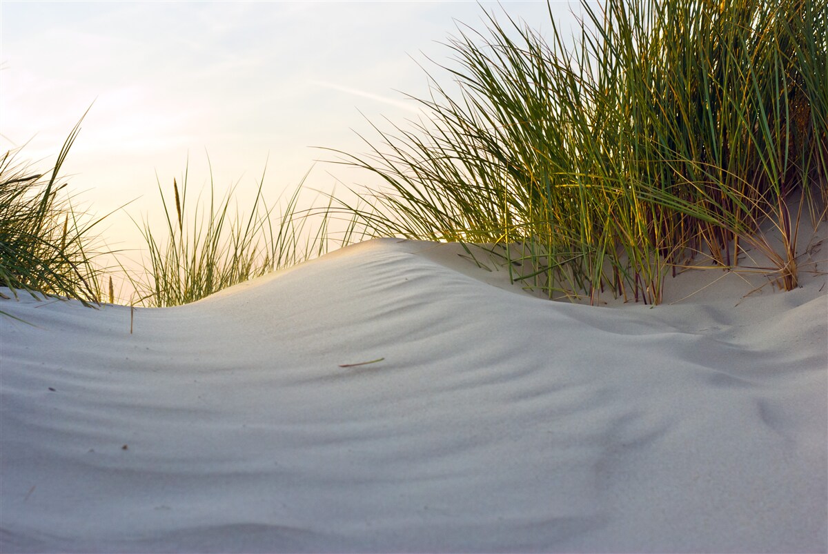 Carta da parati spiaggia di sabbia circondata dal verde all'alba