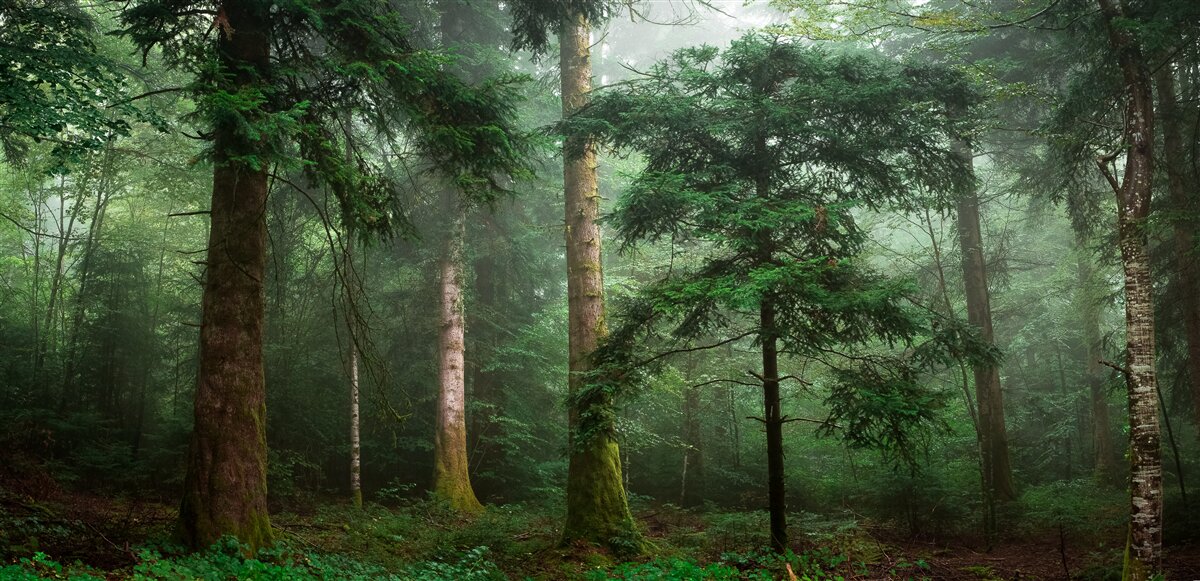 Carta da parati la vecchia foresta di conifere è avvolta da una fitta nebbia