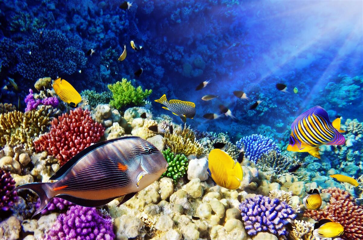 Carta da parati un raggio di luce raggiunge le profondità dell'oceano