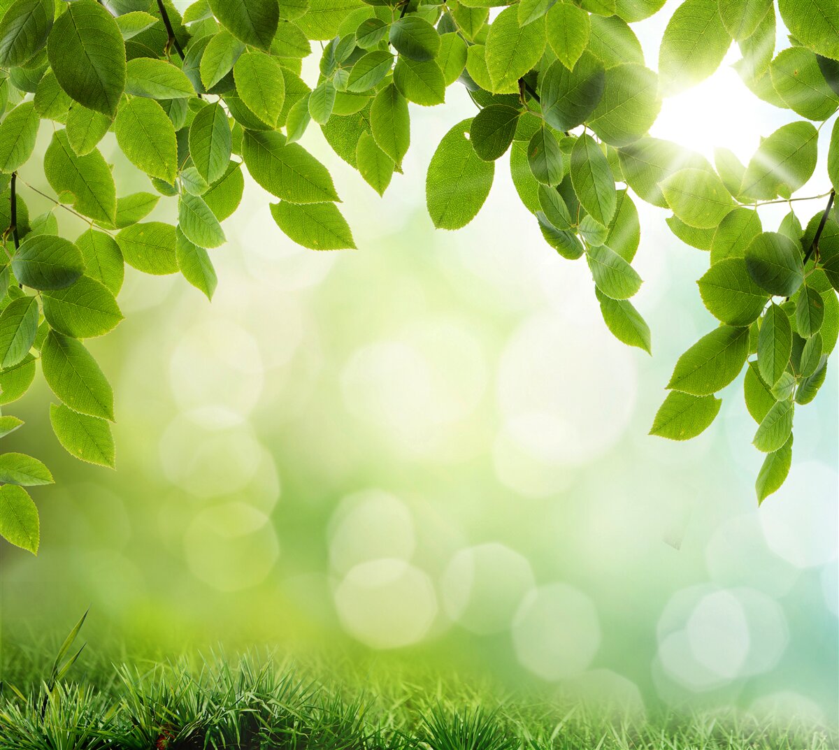 Carta da parati il sole nella sua luminosità e le foglie decorate con gocce verdi