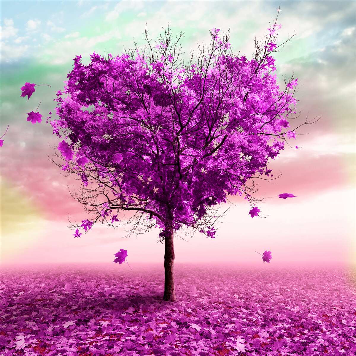 Carta da parati l'albero a forma di cuore è dipinto di viola