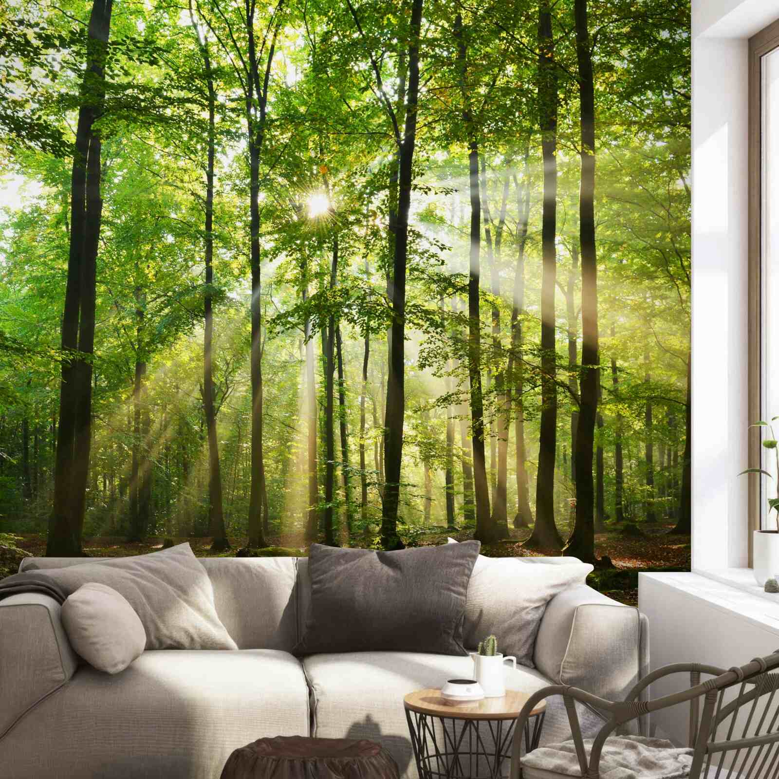 Carta da parati i raggi del sole attraversano l'ordinata foresta verde