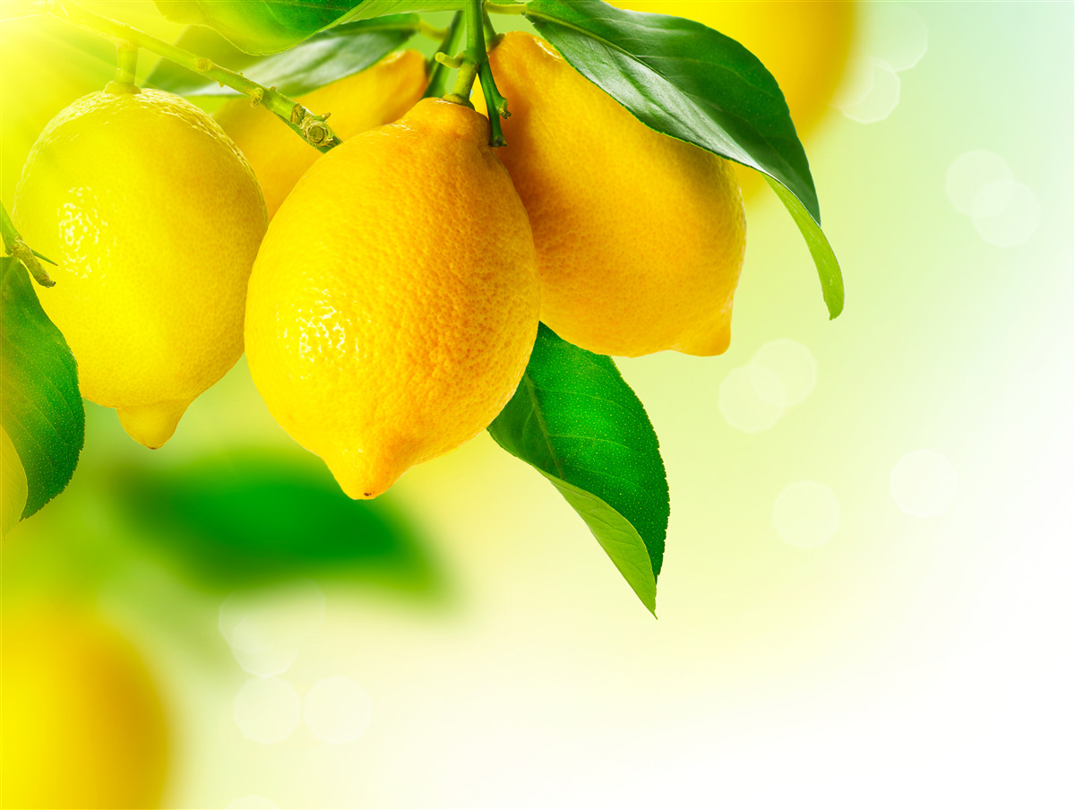 Carta da parati I limoni hanno un colore giallo intenso