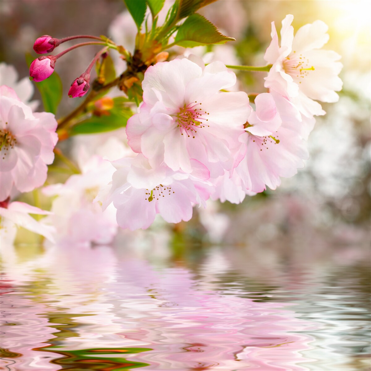 Carta da parati rami di ciliegio con fiori rosa pendono sull'acqua