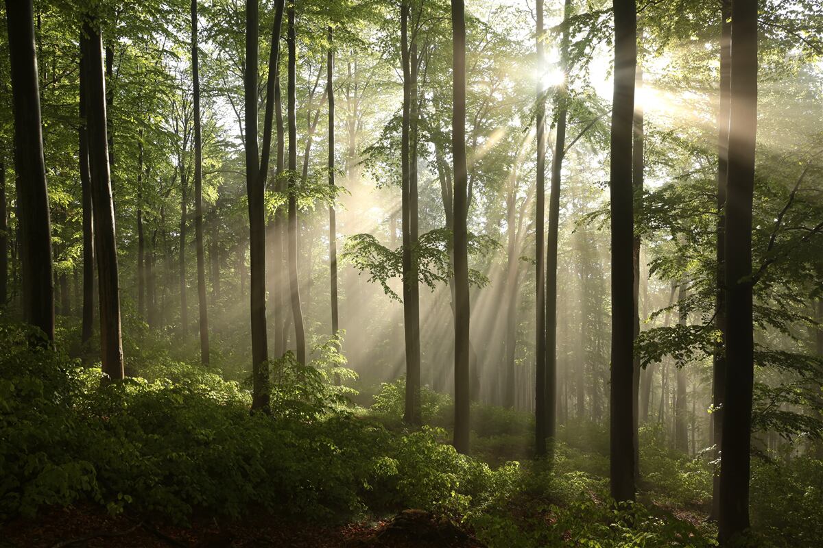 Carta da parati i raggi del sole penetrano la nebbia nella foresta