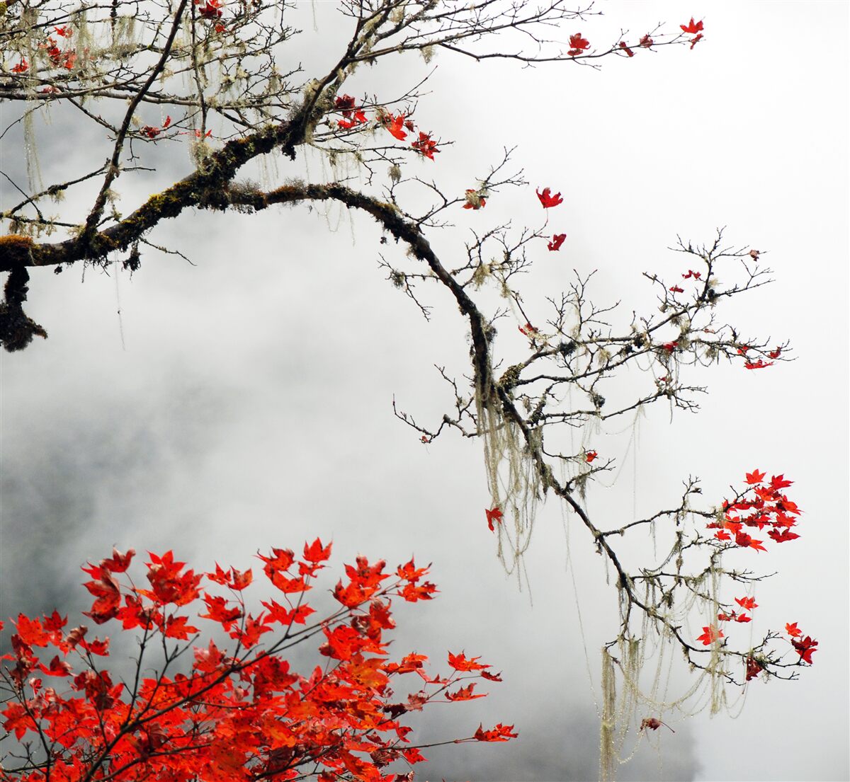 Carta da parati ramo con foglie nella nebbia autunnale