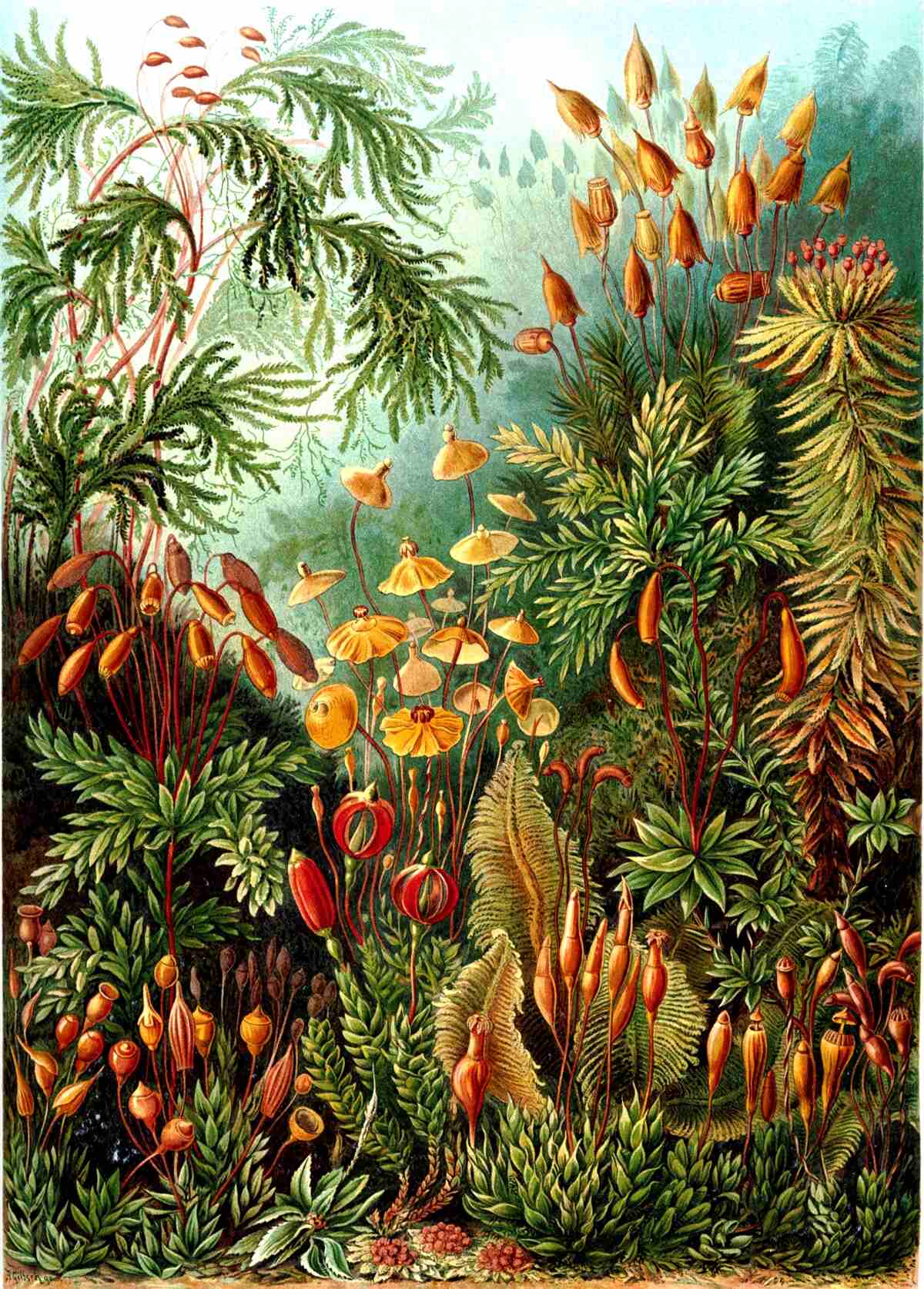 Carta da parati le splendide tonalità della foresta pluviale