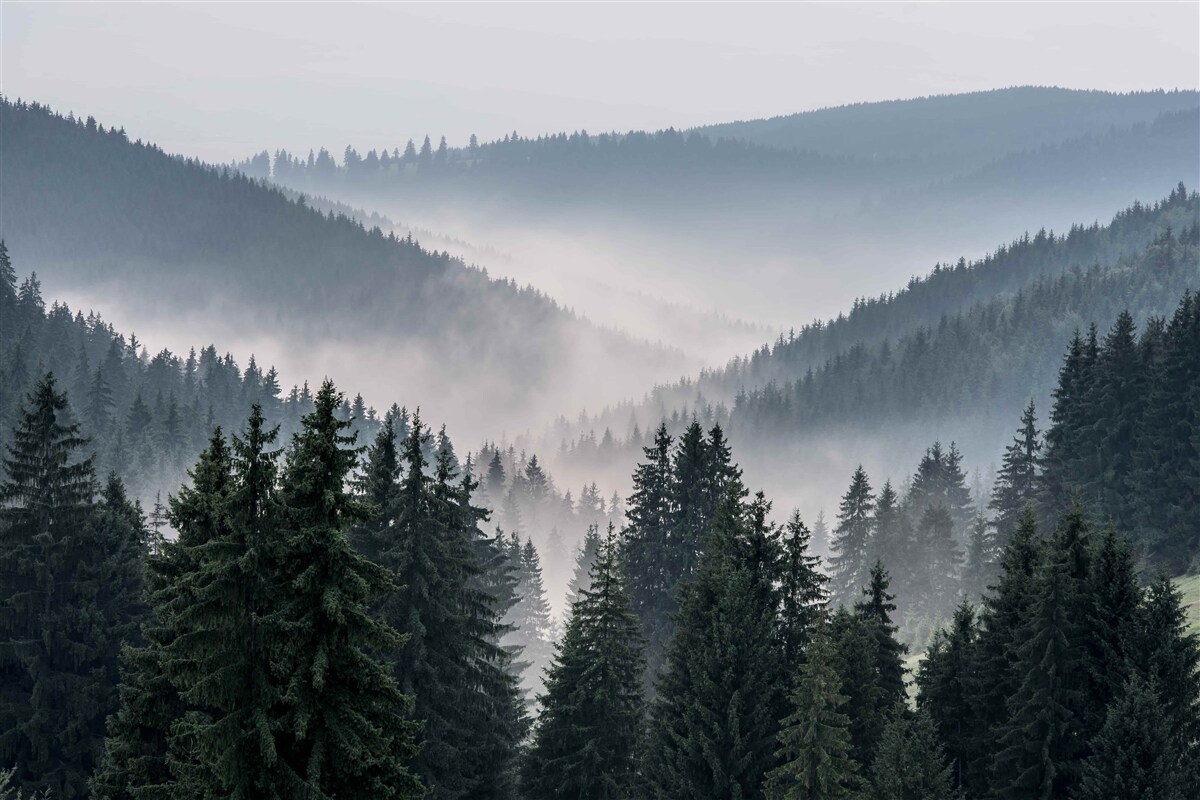 Carta da parati La foresta montana di conifere è nascosta da una fitta nebbia.