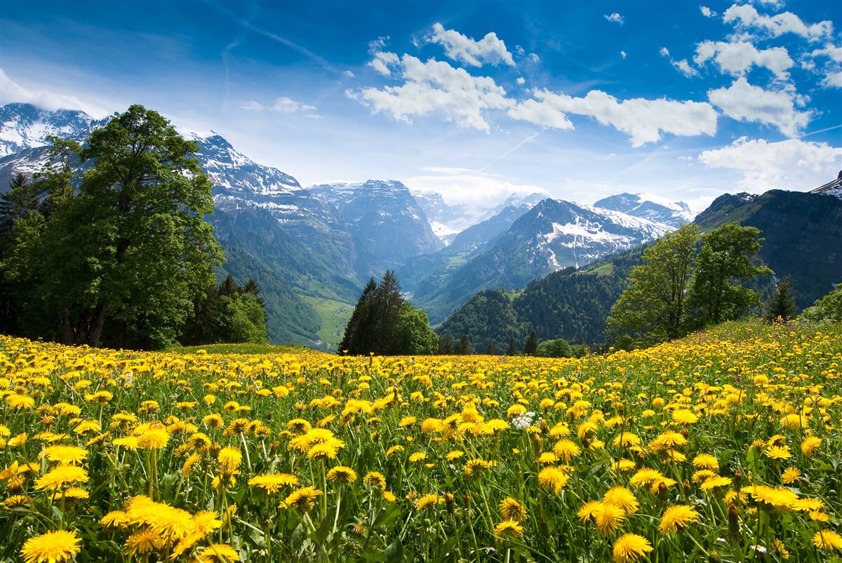 Carta da parati paesaggio montano con un campo di papaveri decorato da denti di leone gialli