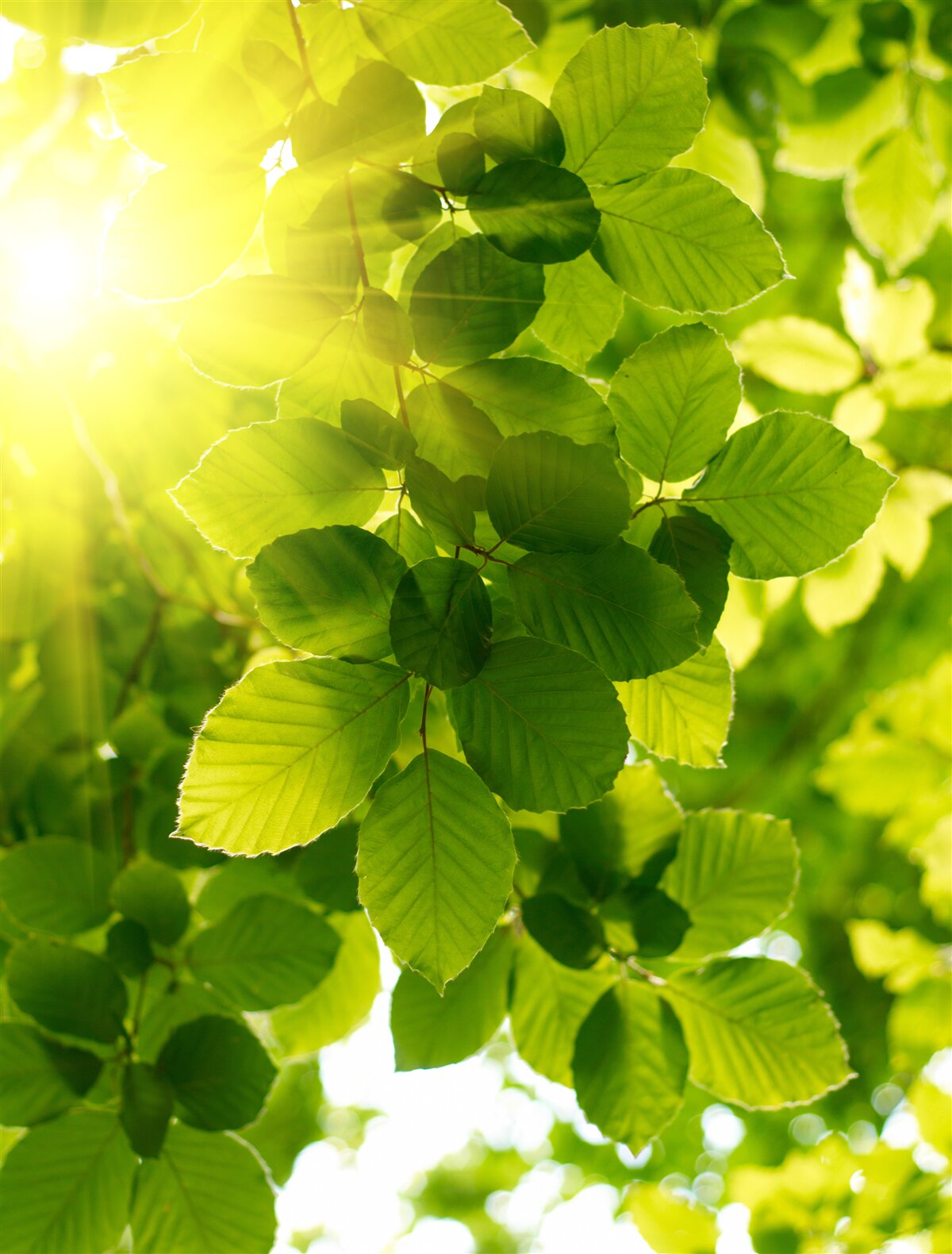 Carta da parati la luce mattutina del sole saluta le foglie verdi