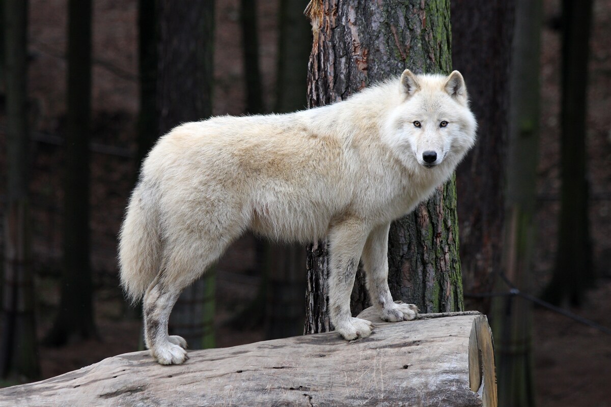 Carta da parati lupo grigio su un tronco di legno