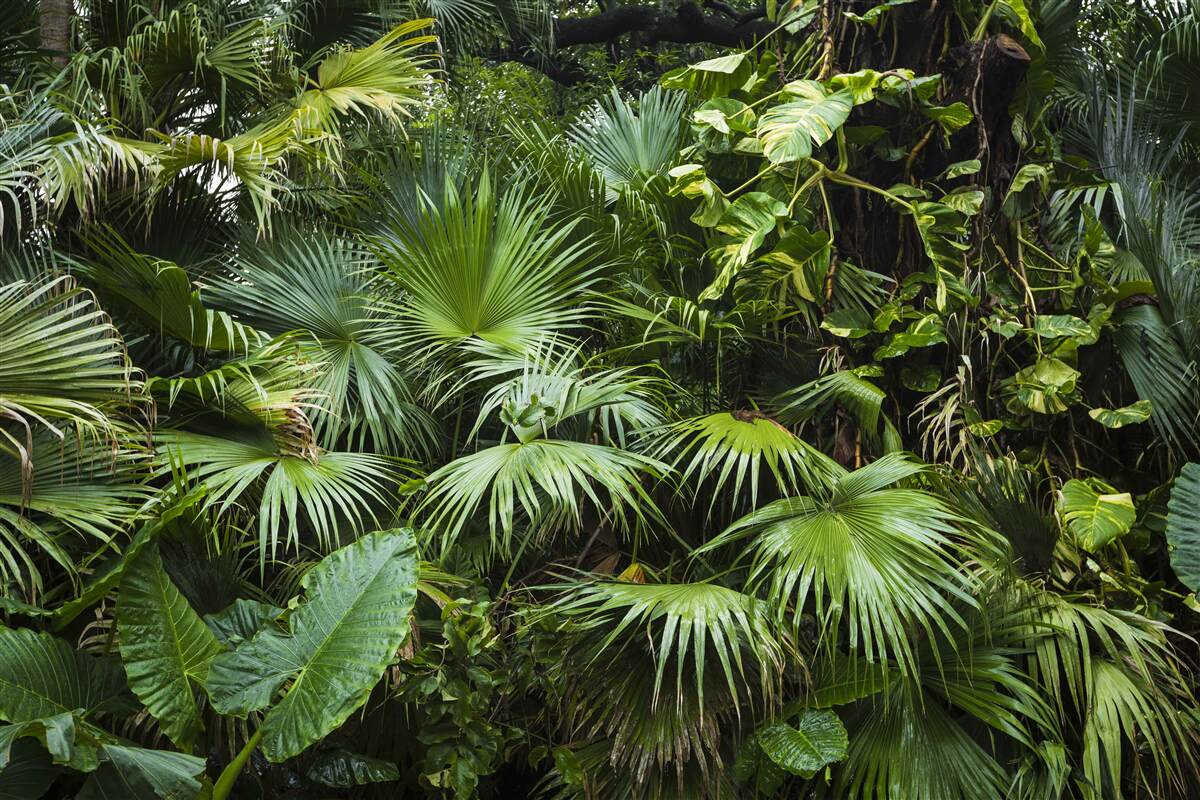 Carta da parati i tropici sono ricchi di vegetazione verde
