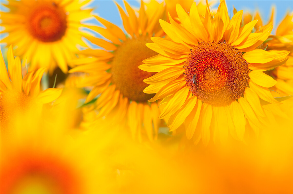 Carta da parati girasoli sotto il sole