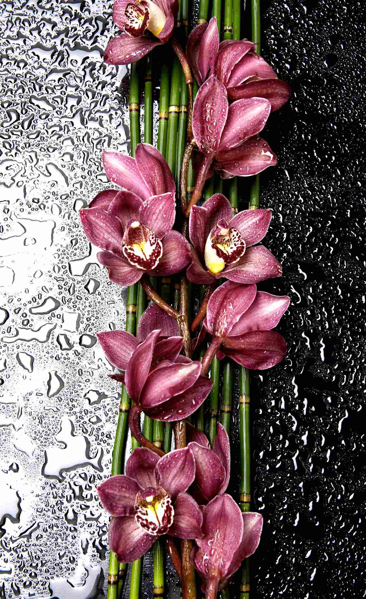 Carta da parati il pavimento bagnato è decorato con rametti di fiori delicati
