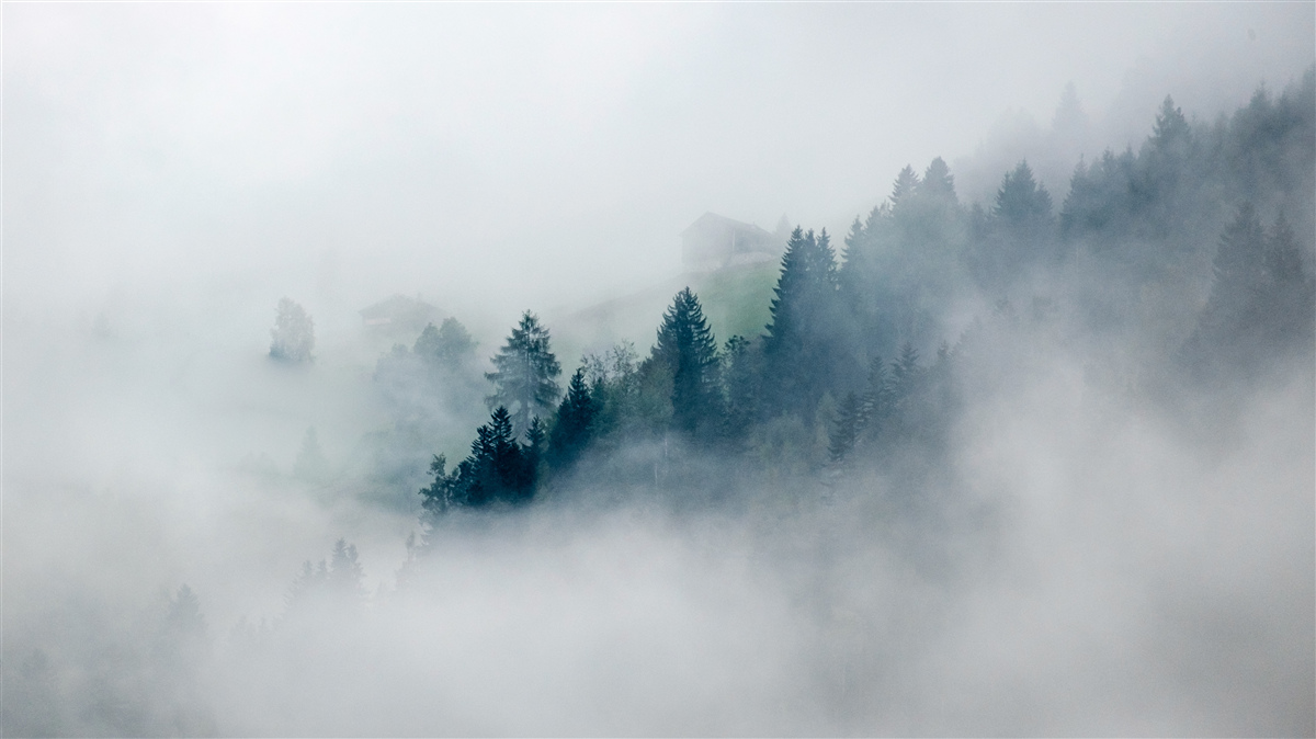Carta da parati il limite della foresta è avvolto nella nebbia