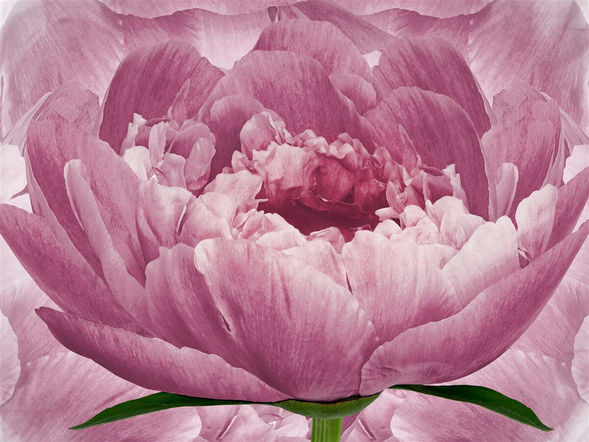 Carta da parati abbondante fiore di aster rosa
