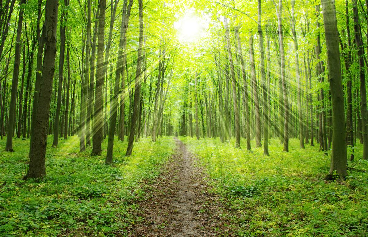 Carta da parati I raggi del sole nel verde della foresta illuminano tutto ciò che è intorno a noi.