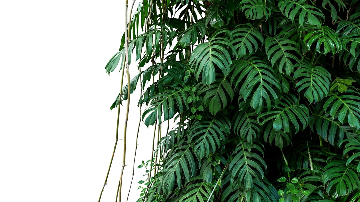 Carta da parati fitte foglie di monstera nei toni del verde