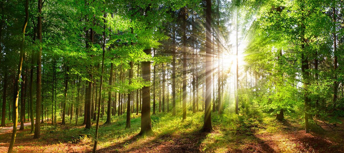 Carta da parati sole splendente in una foresta coperta di foglie verdi