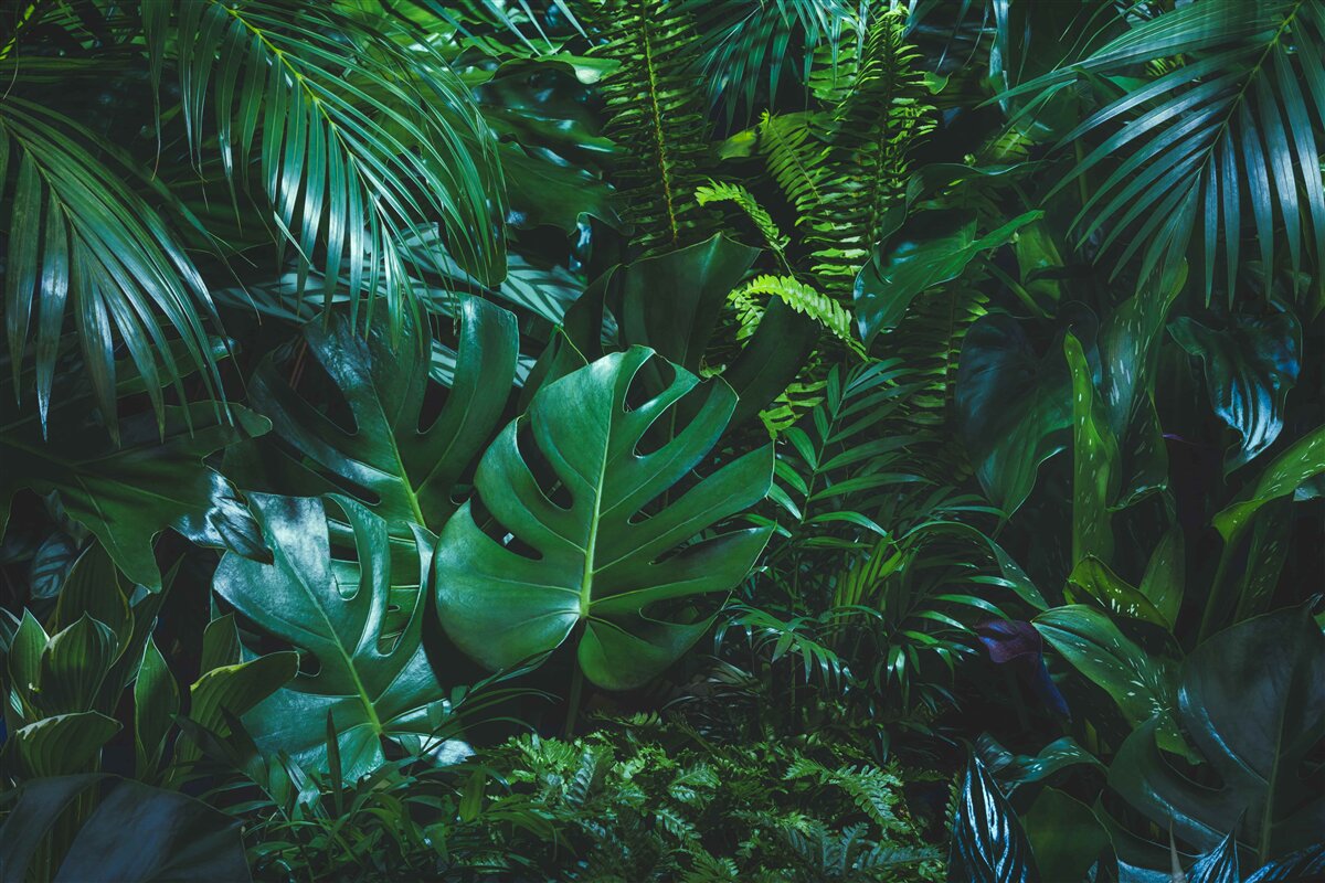Carta da parati i tropici sono ricoperti da una flora verde e rigogliosa