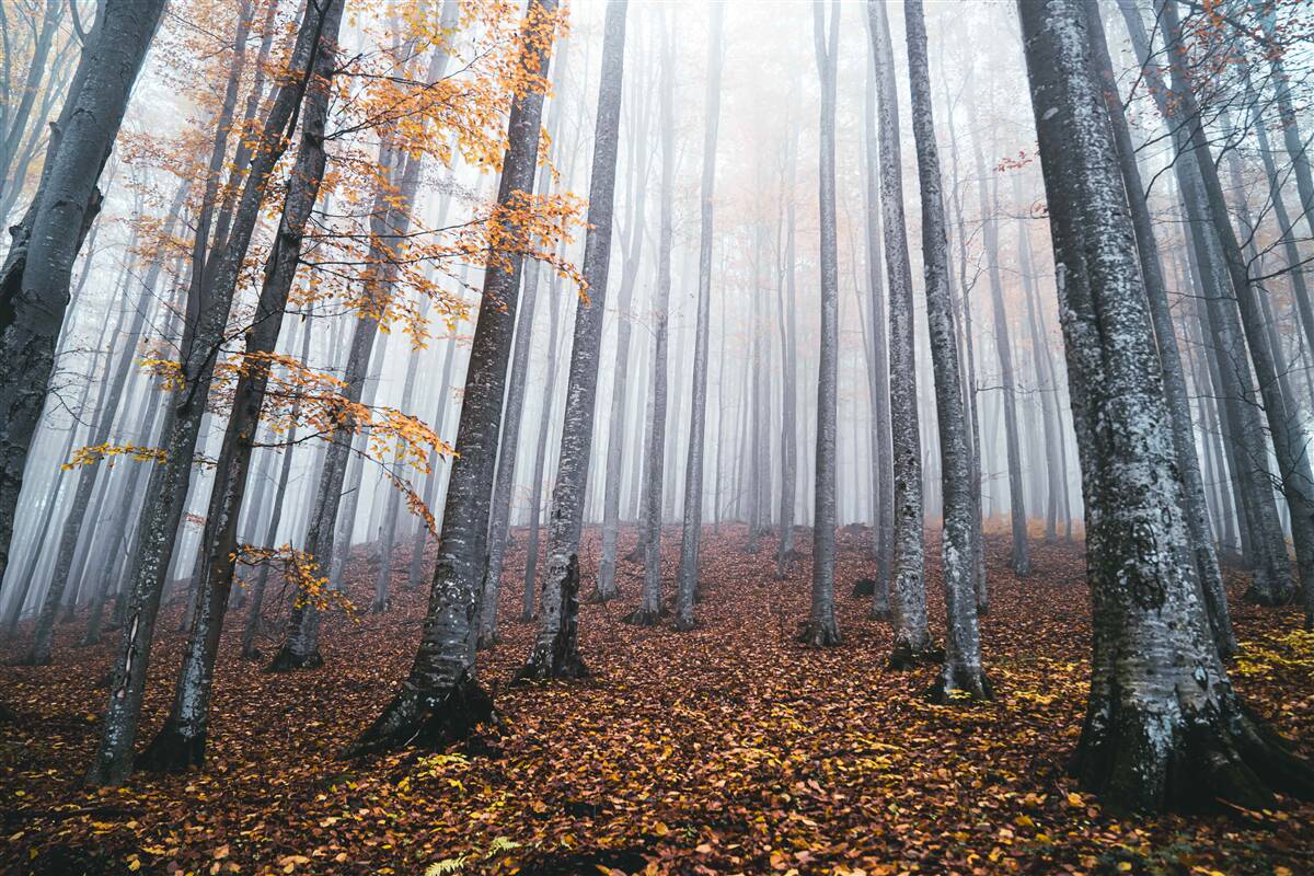Carta da parati nebbia in una graziosa foresta autunnale