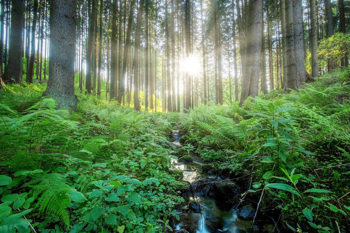 Carta da parati i raggi del sole penetrano nel fitto della foresta