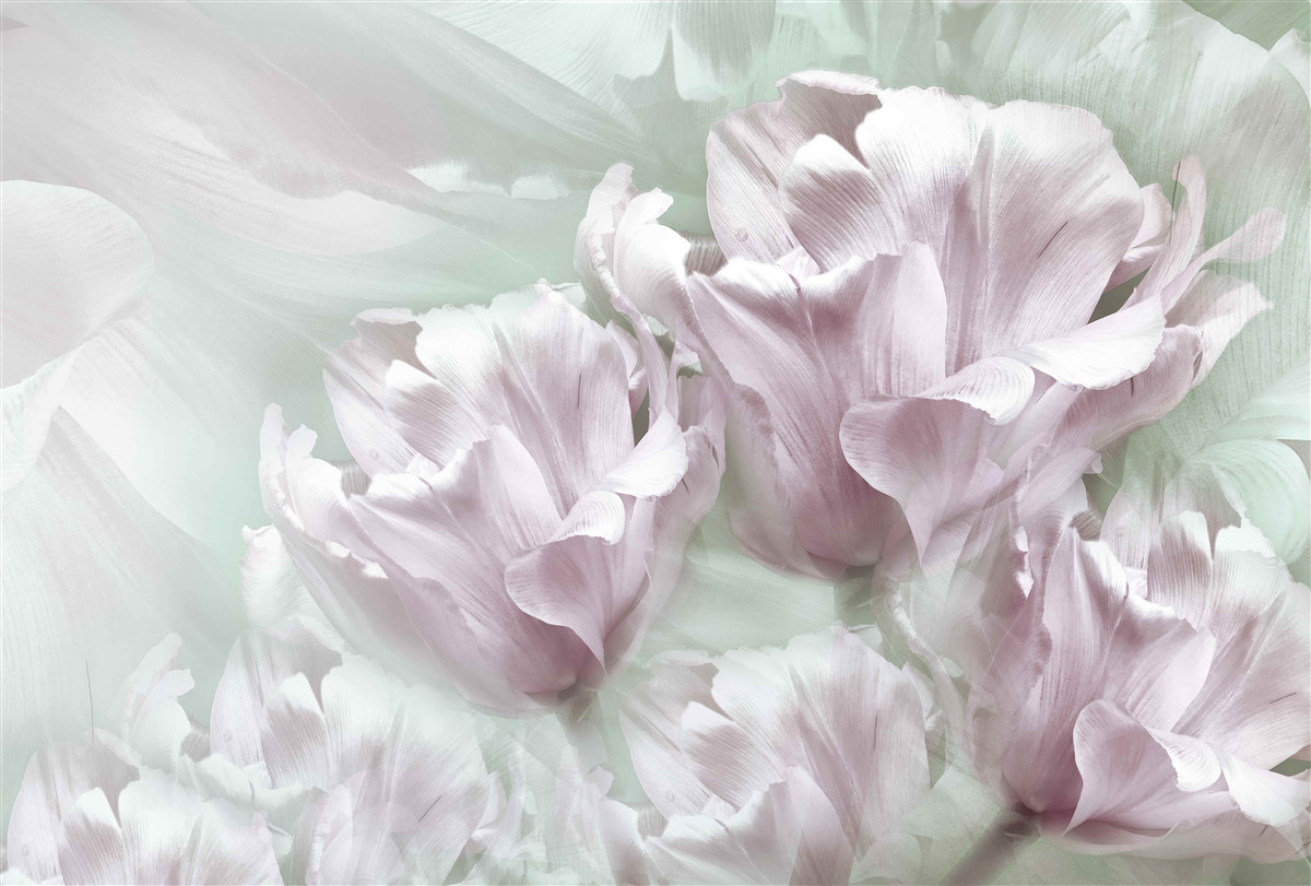 Carta da parati magnifici e grandi fiori bianco-violetti