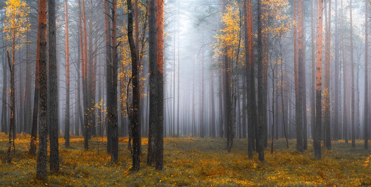 Carta da parati una fitta nebbia avvolge la foresta