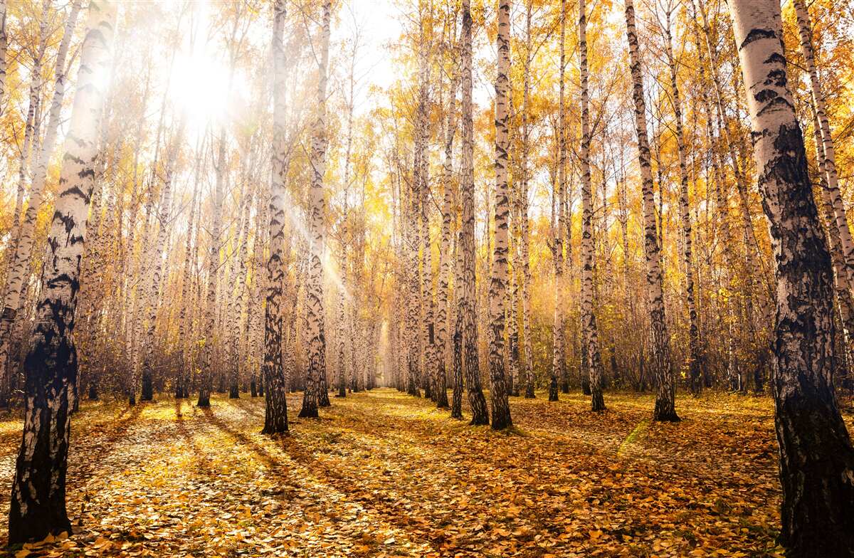 Carta da parati lampeggiava nell'alba di un boschetto autunnale