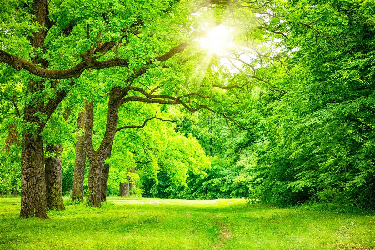 Carta da parati paesaggio pittoresco di una foresta estiva
