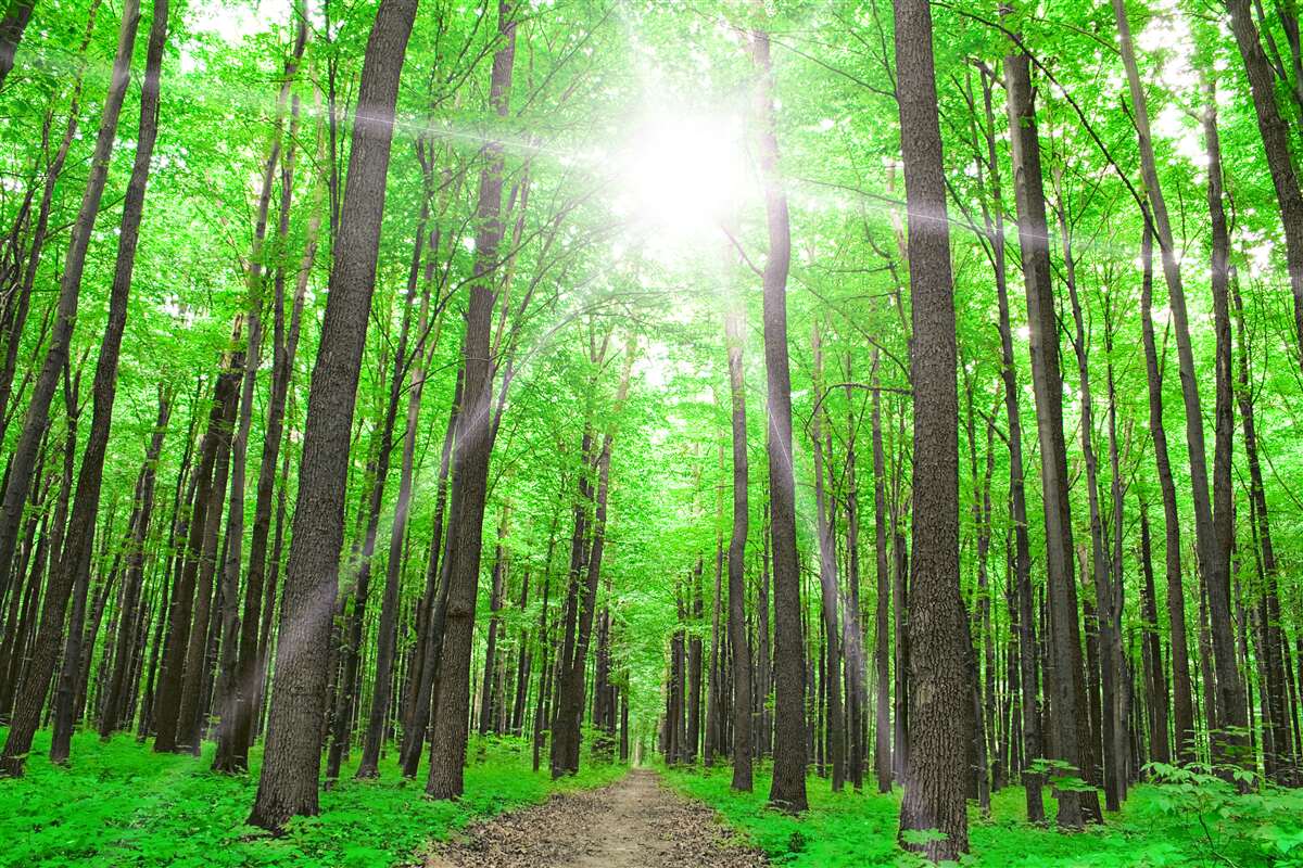 Carta da parati lucernario luminoso nel verde fitto degli alberi