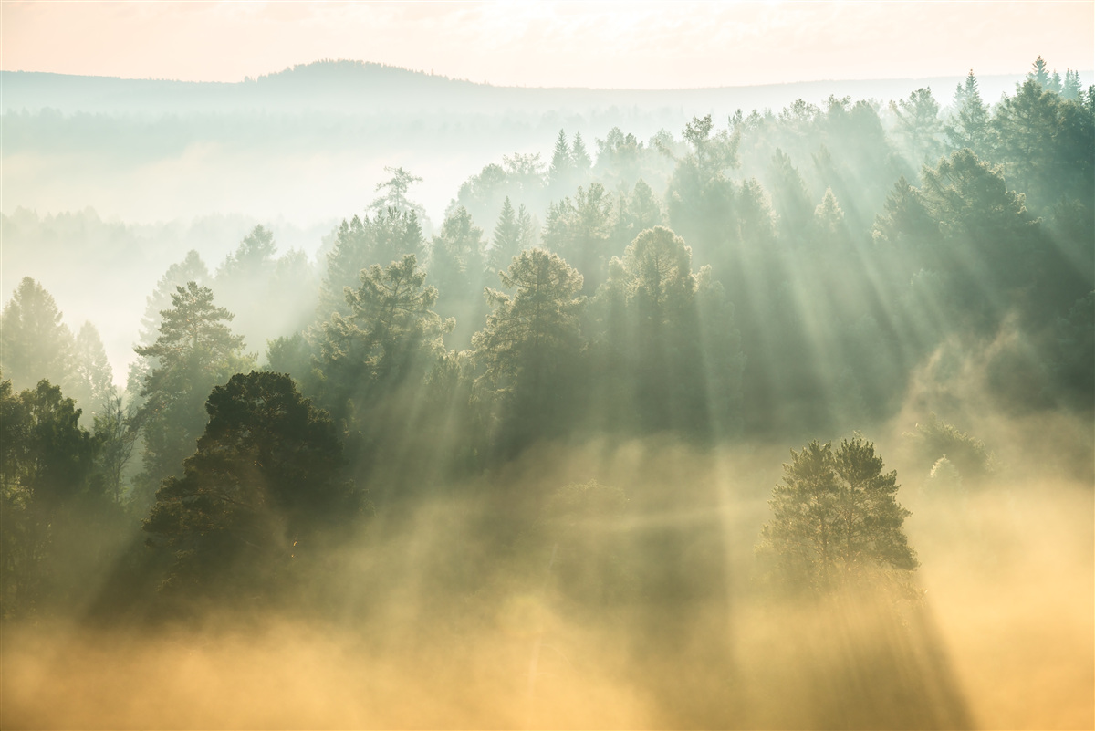 Carta da parati nella foresta, la fitta nebbia si dissipa sotto l'influsso del sole