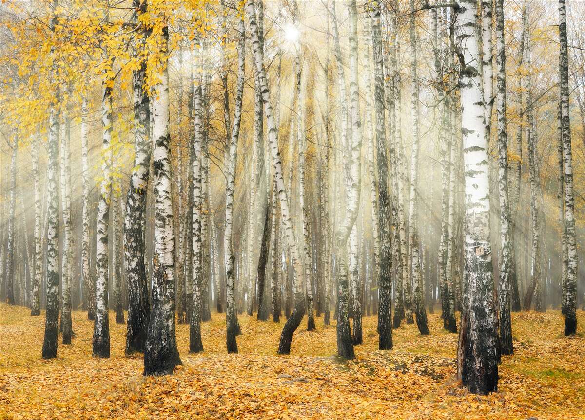 Carta da parati Foglie di betulla cadute in un bosco autunnale