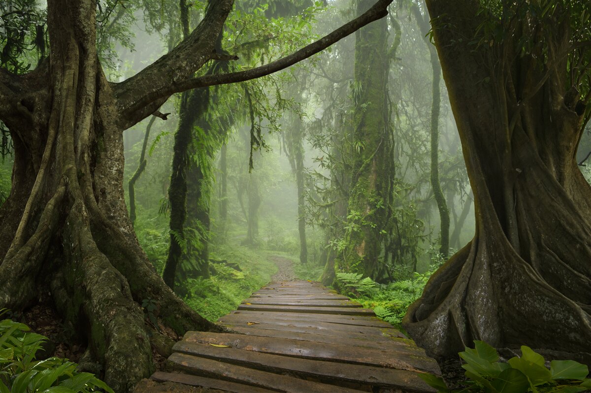 Carta da parati sentiero mistico circondato da una foresta lussureggiante