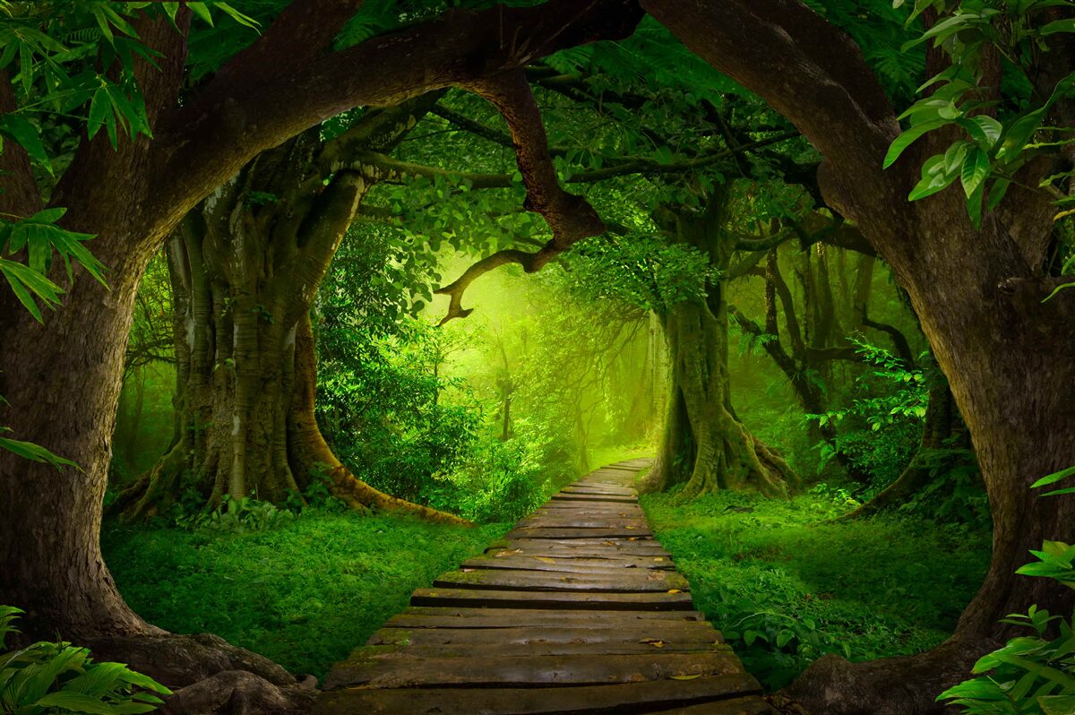 Carta da parati un percorso chiaro tra gli alberi della foresta antica