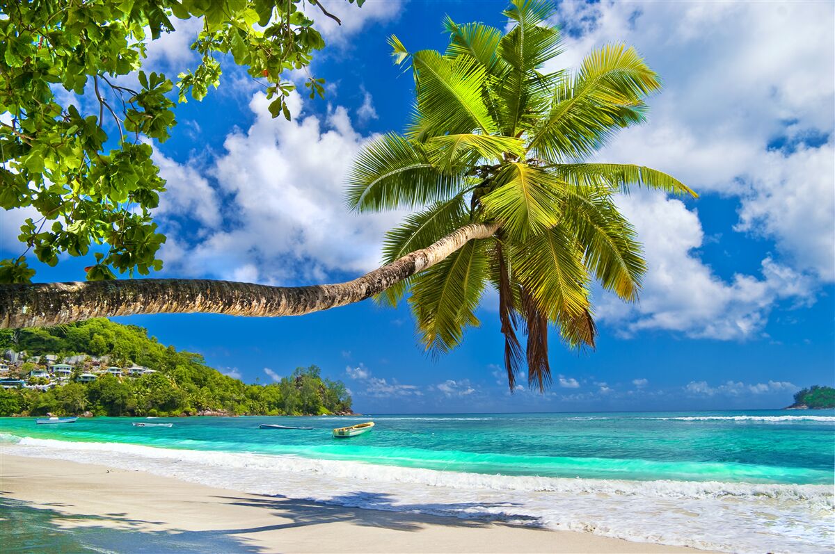 Carta da parati l'affascinante natura delle seychelles