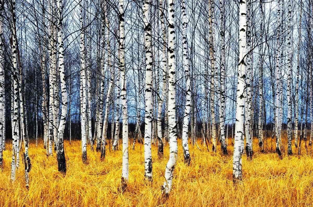Carta da parati Foglie di betulla cadute su uno sfondo di erba forestale ingiallita
