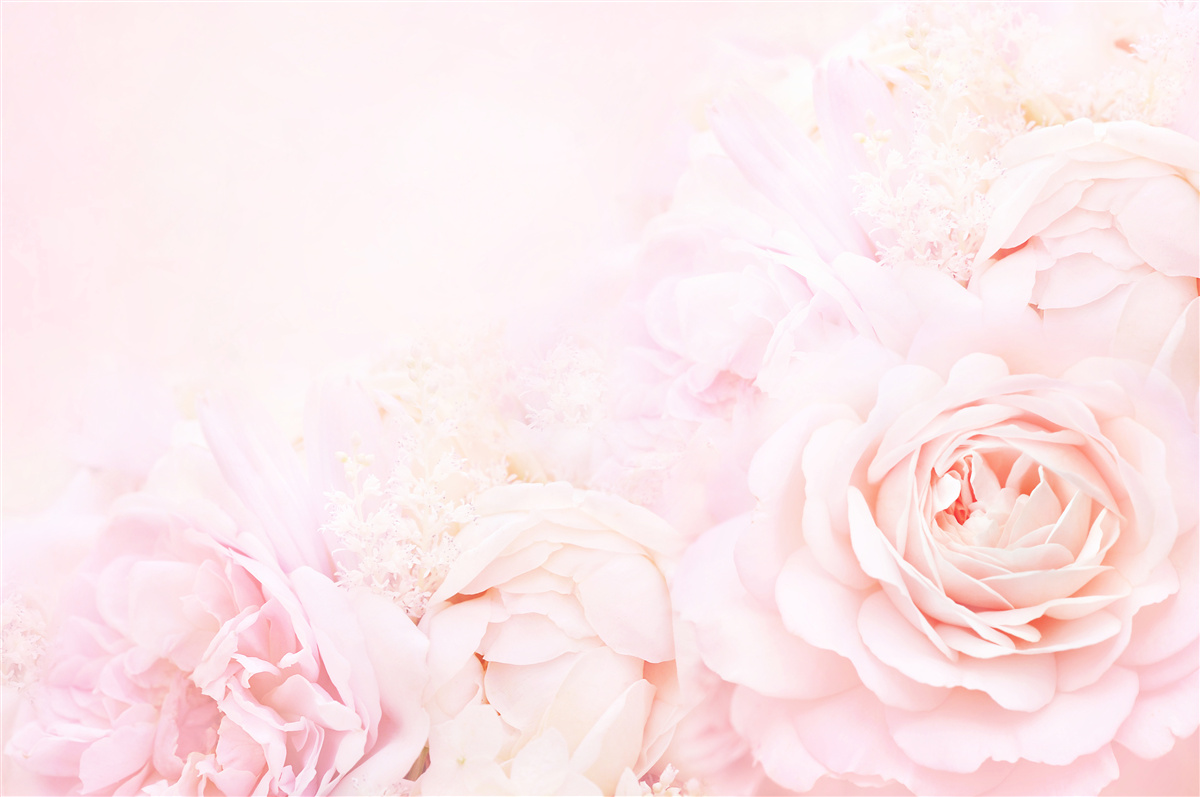Carta da parati fiori di rosa tenue