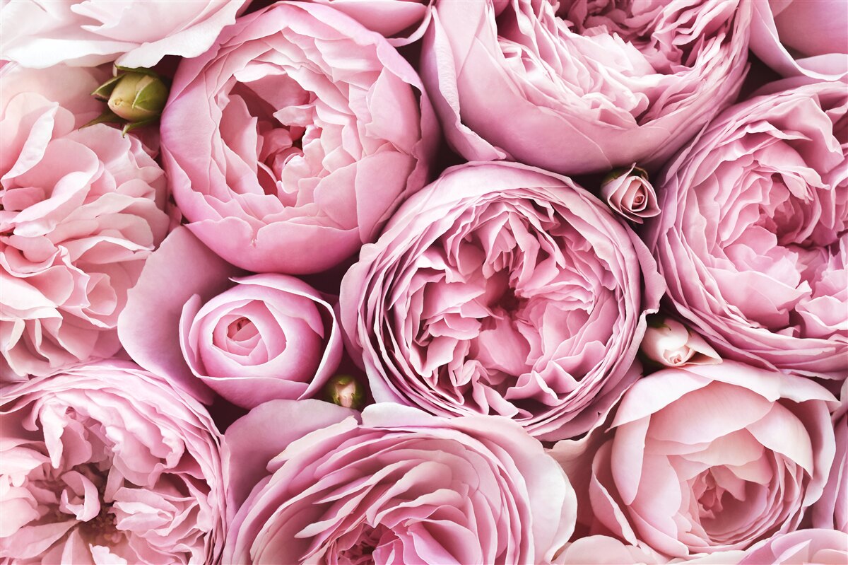 Carta da parati una rosa in un bouquet è uno spettacolo indimenticabile