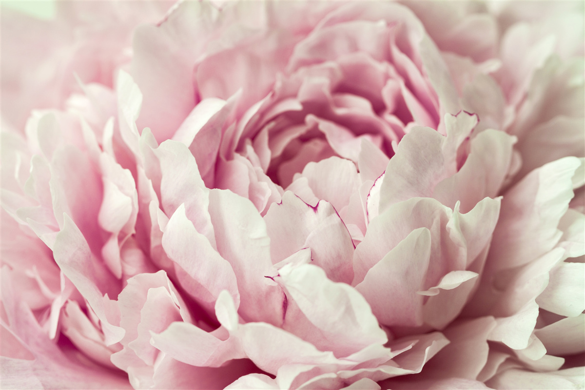 Carta da parati foglie morbide del fiore rosa