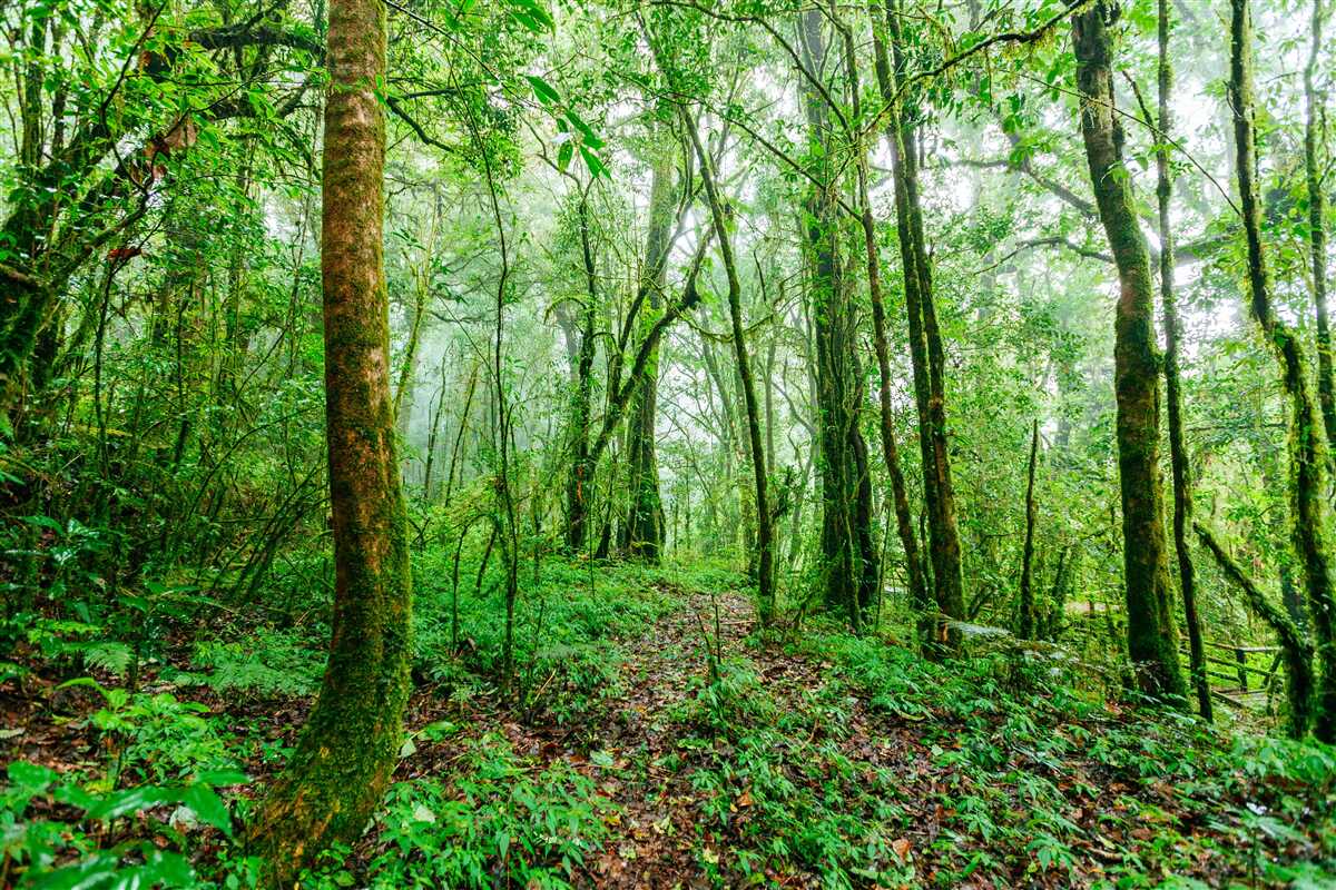 Carta da parati la foresta rinfrescata dalla pioggia è diventata smeraldo