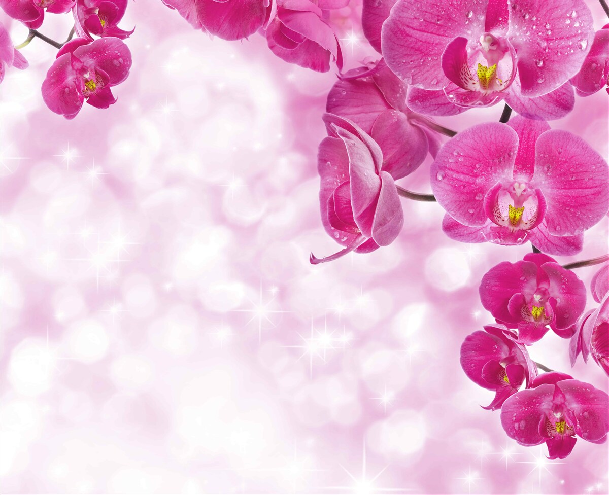 Fototapeta orchidea o delikatnym liliowym odcieniu