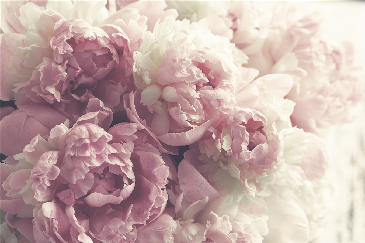 Carta da parati grandi peonie rosa
